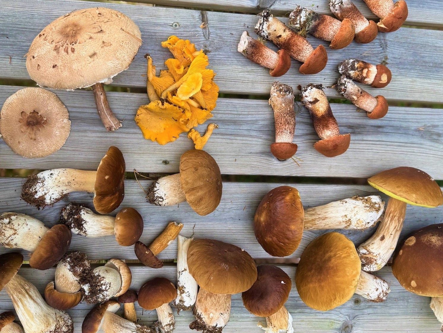 Pilze sammeln in Schweden: Regeln, Natur und was wirklich zählt