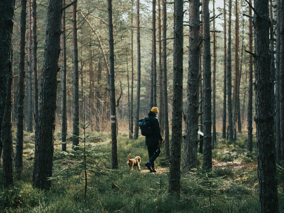 Urlaub in Schweden mit Hund: Was muss ich beachten?